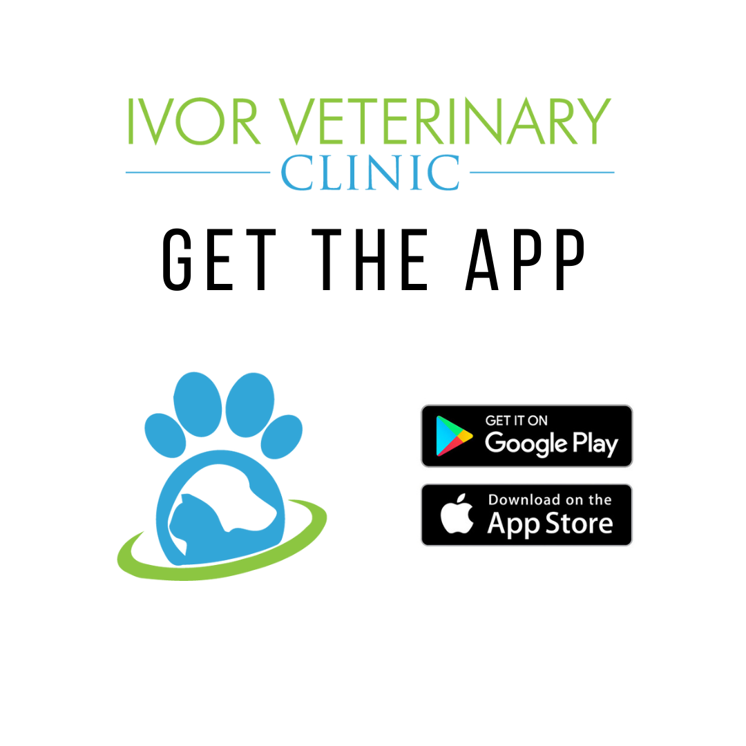 Ivor Veterinary Clinic - Ivor, Va - Home