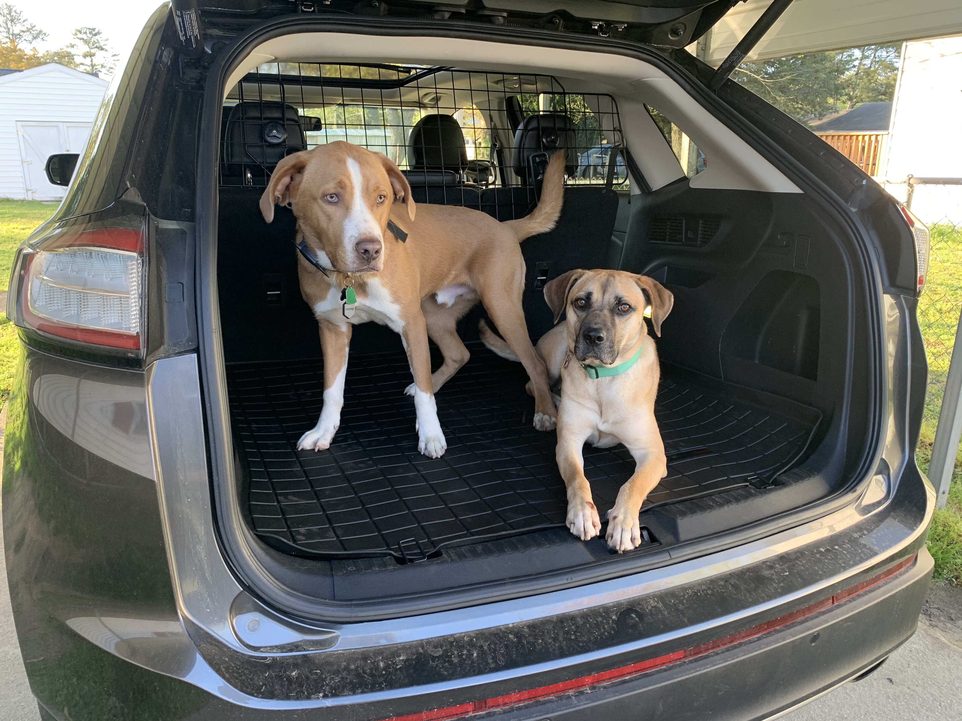 Ivor Veterinary Clinic Ivor, VA Photo Album